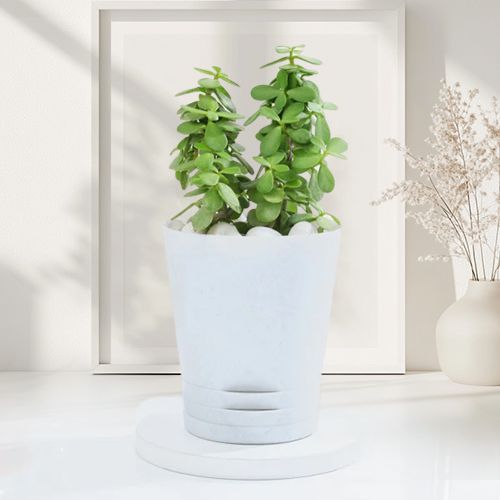 Self Watering Jade Plant Gift